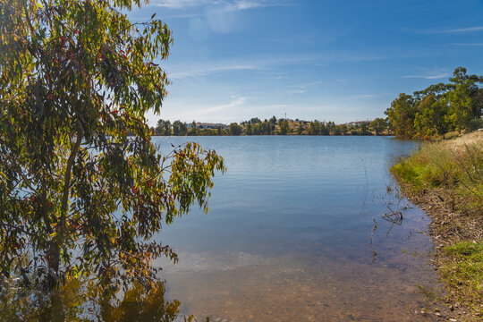 View of the calm waters of the lake at Minas de Sao Domingos, framed by a eucalyptus tree in the foreground under a clear blue sky in Corte do Pinto, Beja District, Portugal.