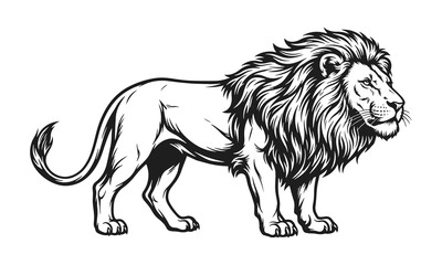 Obraz premium Lion vector illustration. Male lion standing in profile view, detailed black and white line art sketch, graphic style isolated on white background