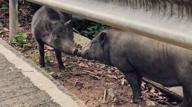 Two Asian wild boars stand by the side of the road among dry leaves and forest vegetation. The animals are exploring the ground and interacting with each other in their natural habitat.