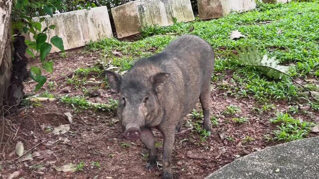 An Asian wild boar stands amidst the greenery of a public park in Phuket, Thailand. The animal chews and wags its tail, displaying natural behavior.