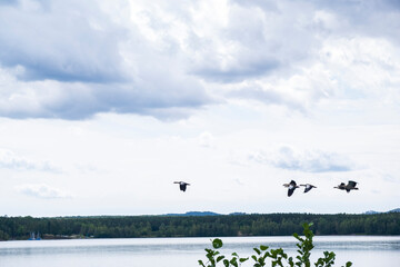 Flock of Egyptian geese flying over lake under cloudy sky © Oleksandra
