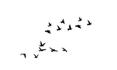 Obraz premium A flock of birds in silhouette flies across a plain white background, forming a dynamic V-shaped formation against the empty sky.