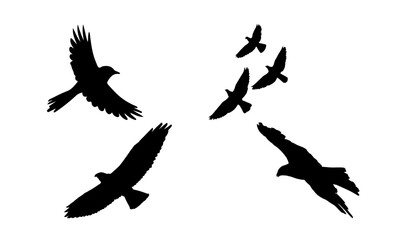 Fototapeta premium Several silhouetted birds of prey in dynamic flight poses, illustrating power, hunting instincts, and the wild nature of raptors.