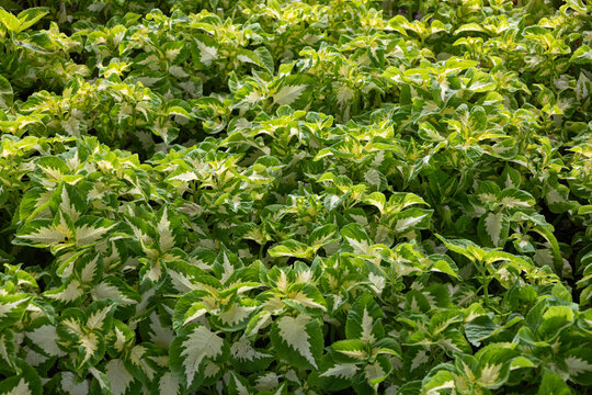 Dense bed of variegated green and cream coleus plants