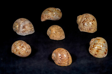 gastropod mollusk shells of family Naticidae (moon snails), specifically resembling species such as Naticarius stercusmuscarum (fly-specked natica) or related Naticarius hebraeus (Hebrew moon snail) © antasfoto