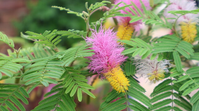 Shami plant (Prosopis cineraria) with delicate flowers and feathery green leaves, showcasing the beauty of this sacred desert tree, traditionally valued for its cultural significance.
