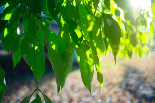 background green leaves in the sun light