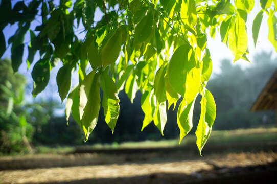 background green leaves in the sun light