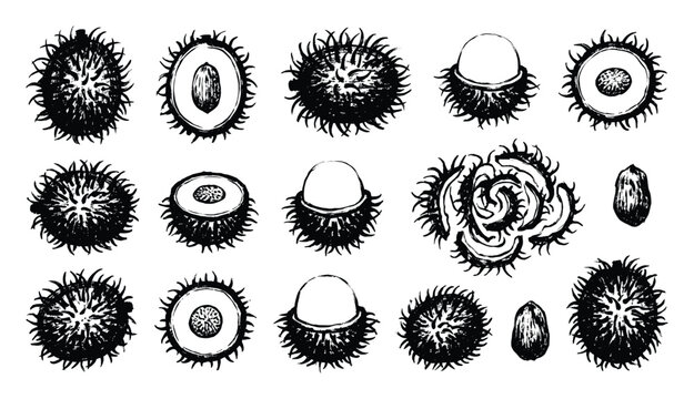 Rambutan vector illustration set, whole and half cut fruit with seed design