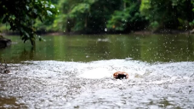 Proboscis monkey leaping into the river creating a big splash during its jump