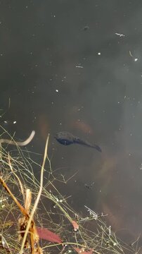 T&eacute;tard dans un lac