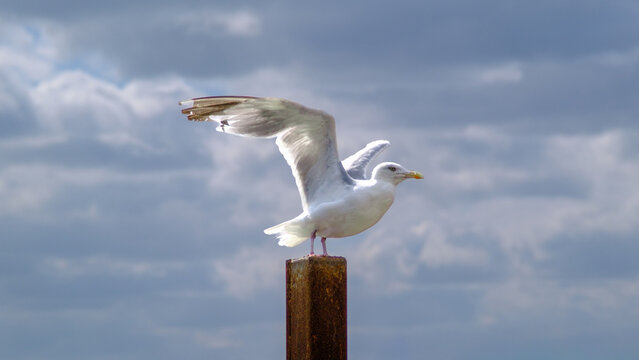 Herring Gull Spreading Wings on Post as Business Metaphor for Bravery and Growth