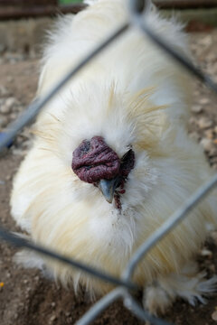 Close-up portrait of an American silkie chicken in a farm enclosure