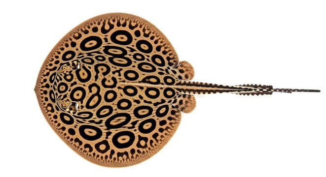 Leopard Freshwater Stingray isolated on white during studio lighting with clear pattern detail and ample copy space