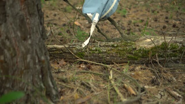 Lost Child's Backpack Hanging on a Fallen Tree in the Forest, Camera Approaches