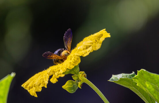 Close-up of a large carpenter bee feeding on a vibrant yellow blossom against a dark green background