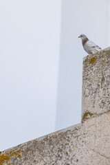 Pigeon Perched on Building Cornice Before Flying Away © DanielHernandezBlanc