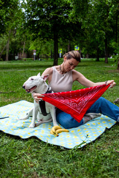 Woman playing with bull terrier during picnic in green park - joyful pet owner lifestyle and friendship moment