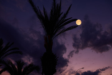 Full Moon on a twilight sky with landscape silhouettes. © astrosystem