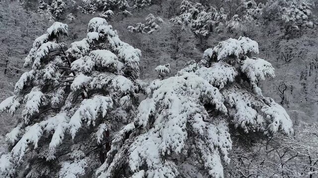 Snow Covered Pine Trees Drone Shot - Part 1
Drone footage closely hovering over pine tree branches heavily covered with fresh white snow. Part 01 of a 2-part winter mountain drone series. Perfect for 