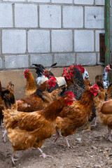Group of free-range chickens in a rural farmyard, healthy poultry flock for farming, agriculture and food production  © Iryna