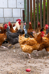 Group of free-range chickens in a rural farmyard, healthy poultry flock for farming, agriculture and food production  © Iryna