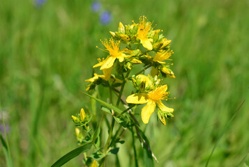 Obraz premium St. John's Wort Flower Blooming in Green Meadow, front view, close up