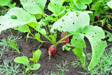 Red Radish Growing in Garden Soil in organic garden © Irina