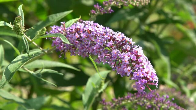 Buddleja davidii flower bloom purple flowers in the garden