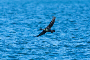 Fototapeta premium Pelagic cormorant flying over the sea off Ochiishi, Nemuro, Hokkaido, Japan