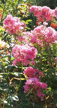 Lilas des Indes (Lagerstroemia indica) &agrave; floraison chatoyante en bouquets rose vif au sommet de tiges souples brun-rouge et dress&eacute;es portant  un feuillage coriace, oval vert fonc&eacute;

