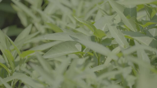 Lush Water Spinach Plants Growing in Garden slog3 10 bit
