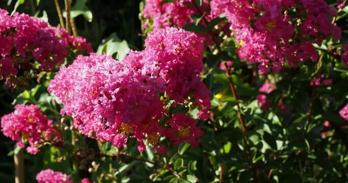 Lagerstroemia indica 'Rose Indien ' | Lilas d'Inde -  Myrte de cr&ecirc;pe - Lagerose - Myrte chinois cr&eacute;pu.  Arbuste &agrave; fleurs d'aspect papier cr&eacute;pon rose en panicules denses &agrave; l'extr&eacute;mit&eacute; rameaux arqu&eacute;s

