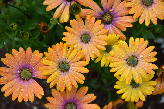 Flowers in the garden after the rain, Saint-Jacques, N.B. Canada