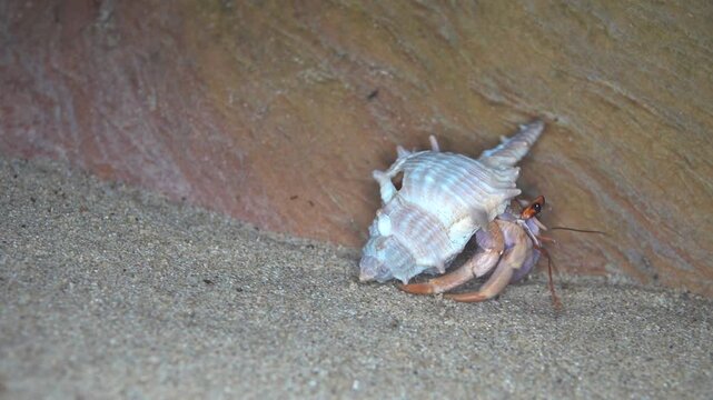 Hermit crab occupied the shell of a gastropod rock shell Murex. Andaman Sea, Thailand