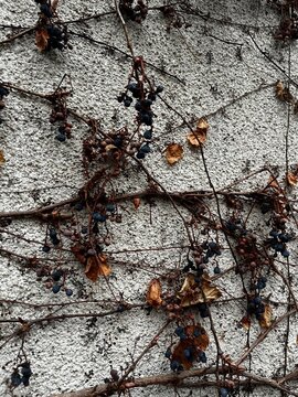 Dried climbing vine with clusters of dark berries and autumn leaves spreading across a textured exterior wall, creating a natural seasonal pattern.