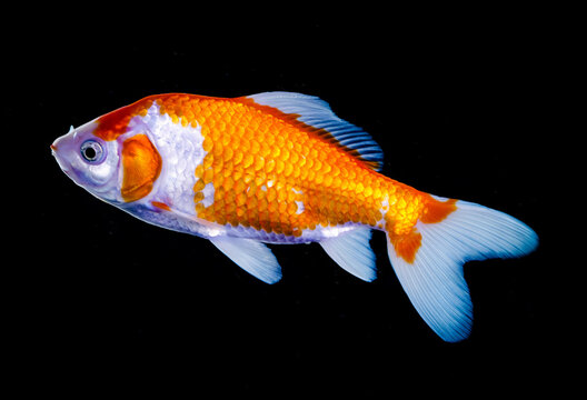 High-definition goldfish material: the charming scale texture woven with bright orange and pure white, capturing a lively moment against a black background
