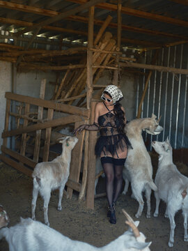 Asian woman feeding goats bowl inside rustic barn