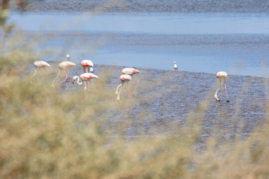 Greater flamingos feeding in tagus river estuary