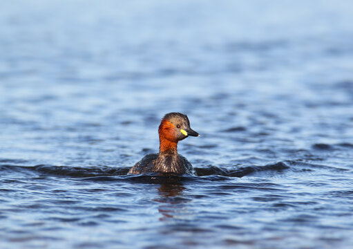 Little Grebe (Tachybaptus ruficollis) swimming in calm water, displaying its distinctive chestnut-red neck and bright yellow gape patch.