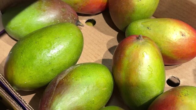 Firm green mango fruits are displayed in simple packaging before ripening, showing fresh tropical produce transported and stored for retail sale.