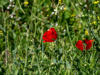 Obraz premium A vibrant red wild poppy blooms prominently in a sunlit meadow, surrounded by lush green foliage, tall grass, and delicate small wildflowers with a soft bokeh background.