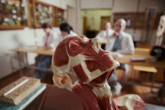 Anatomical model of human head muscles in classroom with medical students studying in background. Image suitable for medical education and university marketing materials