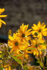 Bright Yellow Wildflowers Blooming In Natural Garden © 코끼리 잠자는