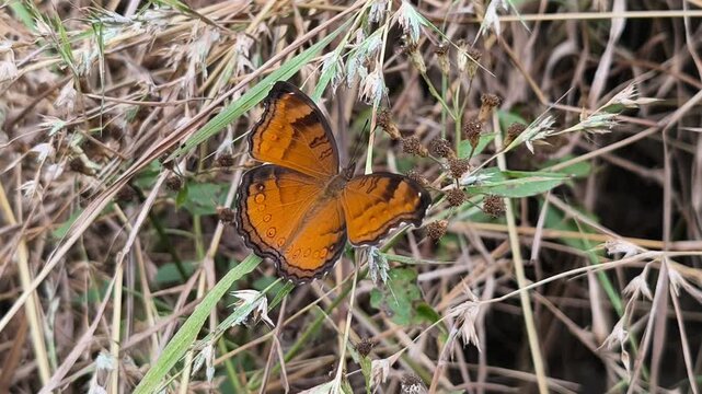 Vibrant orange butterfly with intricate black patterns resting quietly on dry wild meadow grass foliage.
