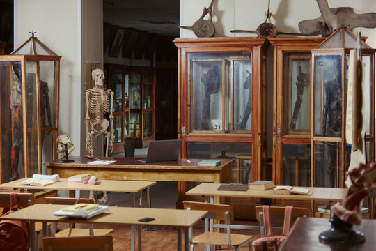 Empty anatomy classroom featuring human skeleton model, anatomical specimens in wooden cabinets, and student desks. Ideal for medical education and university biology course marketing