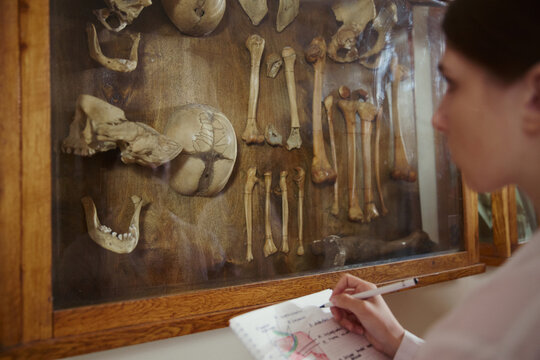 Caucasian young adult female medical student taking notes in front of skeletal remains display. Image suitable for university education and anatomy research marketing