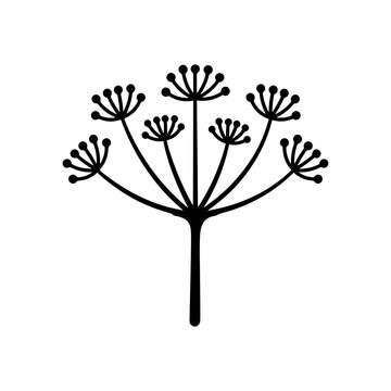 Dill weed illustration black and white botanical drawing on a transparent background