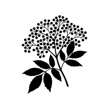 Elderflower silhouette on a white background detailed botanical illustration of sambucus plant