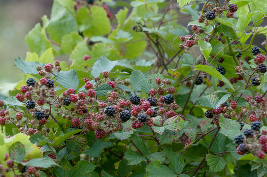 Brombeere